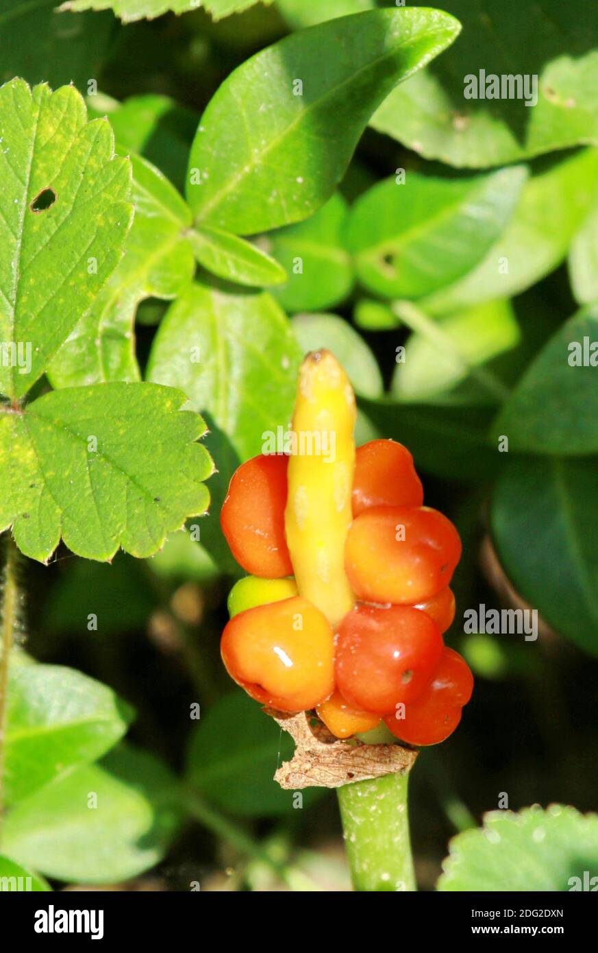 Arum maculatum Banque D'Images