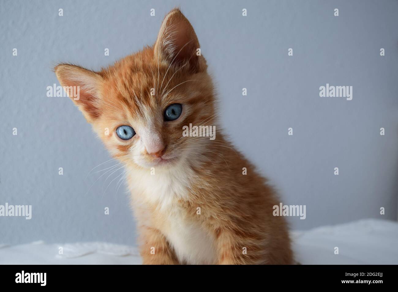 Petit chat à yeux bleus. Banque D'Images