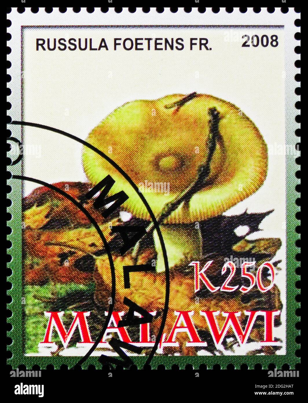 MOSCOU, RUSSIE - 21 OCTOBRE 2018 : un timbre imprimé au Malawi montre Russula foetens, série de champignons toxiques, vers 2008 Banque D'Images