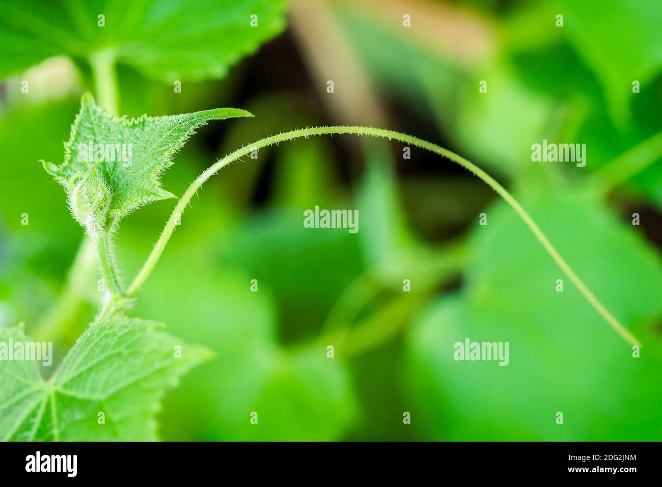 Plantules concombres. Culture et culture de légumes dans des serres. Fond vert naturel. Écologie, nouveau concept de vie Banque D'Images