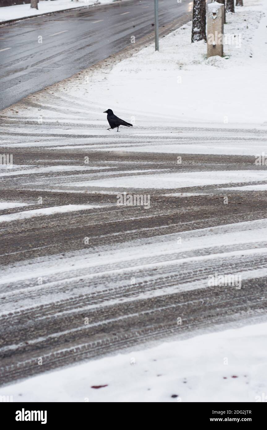 Piste de pneu sur la route recouverte de neige avec le corbeau en hiver Banque D'Images