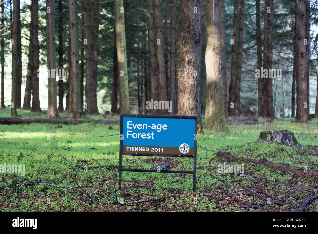 Une forêt d'âge pair, éclaircie en 2011, à la forêt de Rediscovery à Silverton, Oregon, États-Unis. Banque D'Images