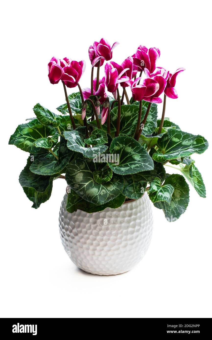 Fleur de cyclamen colorée en pot d'argile isolée sur blanc Banque D'Images