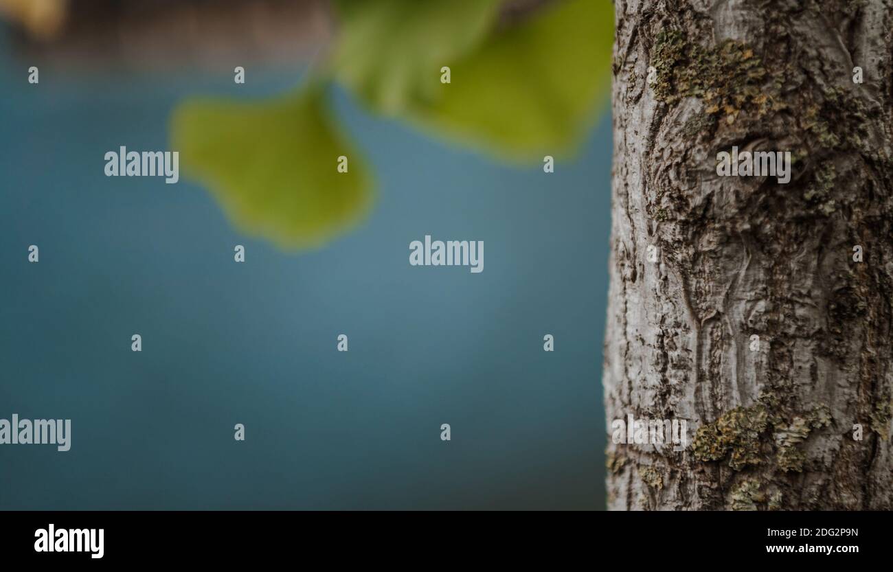 Petit tronc d'arbre de plus près. Écorce fissurée du jeune Ginkgo Biloba dans la forêt d'automne. Magnifique arrière-plan texturé naturel. Mise au point sélective. Banque D'Images