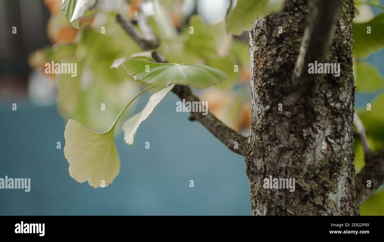 Petit tronc d'arbre de plus près. Écorce fissurée du jeune Ginkgo Biloba dans la forêt d'automne. Magnifique arrière-plan texturé naturel. Mise au point sélective. Banque D'Images