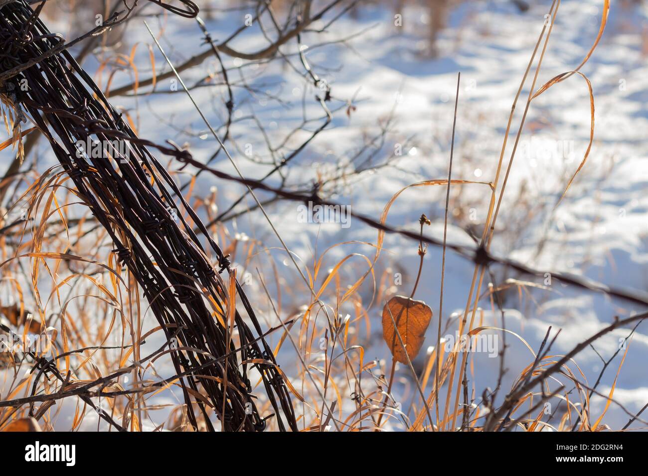 Rouleau de fil barbelé sur le poteau de clôture en bois abîmé dans le champ de pâturage, herbes et neige sur le sol en plein soleil d'hiver Banque D'Images