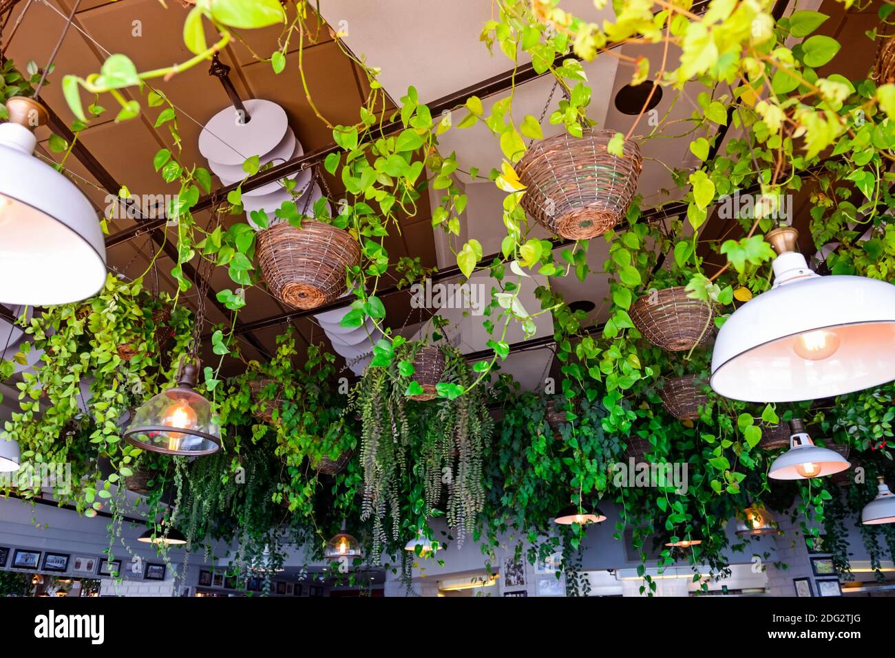 Accent sélectif sur les plantes grimpantes à feuilles persistantes dans les  paniers suspendus et lampes fixées au plafond avec intérieur flou du  restaurant l'arrière-plan Photo Stock - Alamy