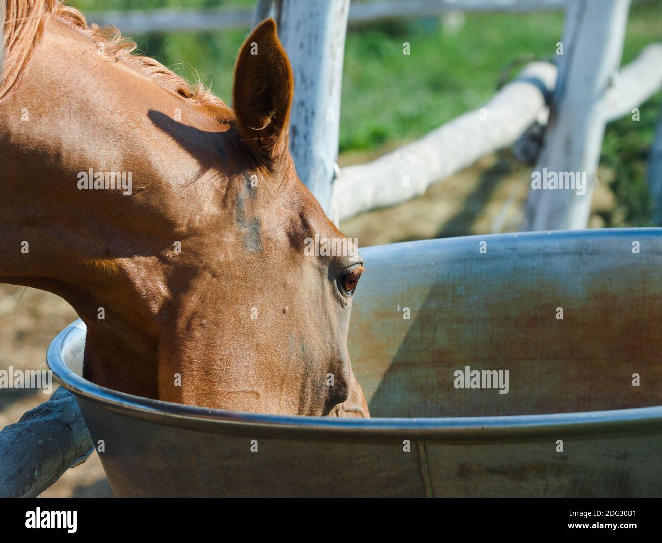 Jument arabe de châtaignier buvant dans un bol à boire, dans un enclos Banque D'Images