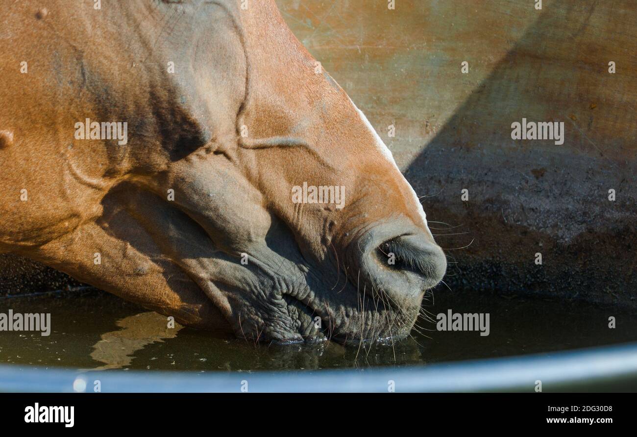 L'eau potable du cheval arabe provient de la cuvette. Gros plan Banque D'Images