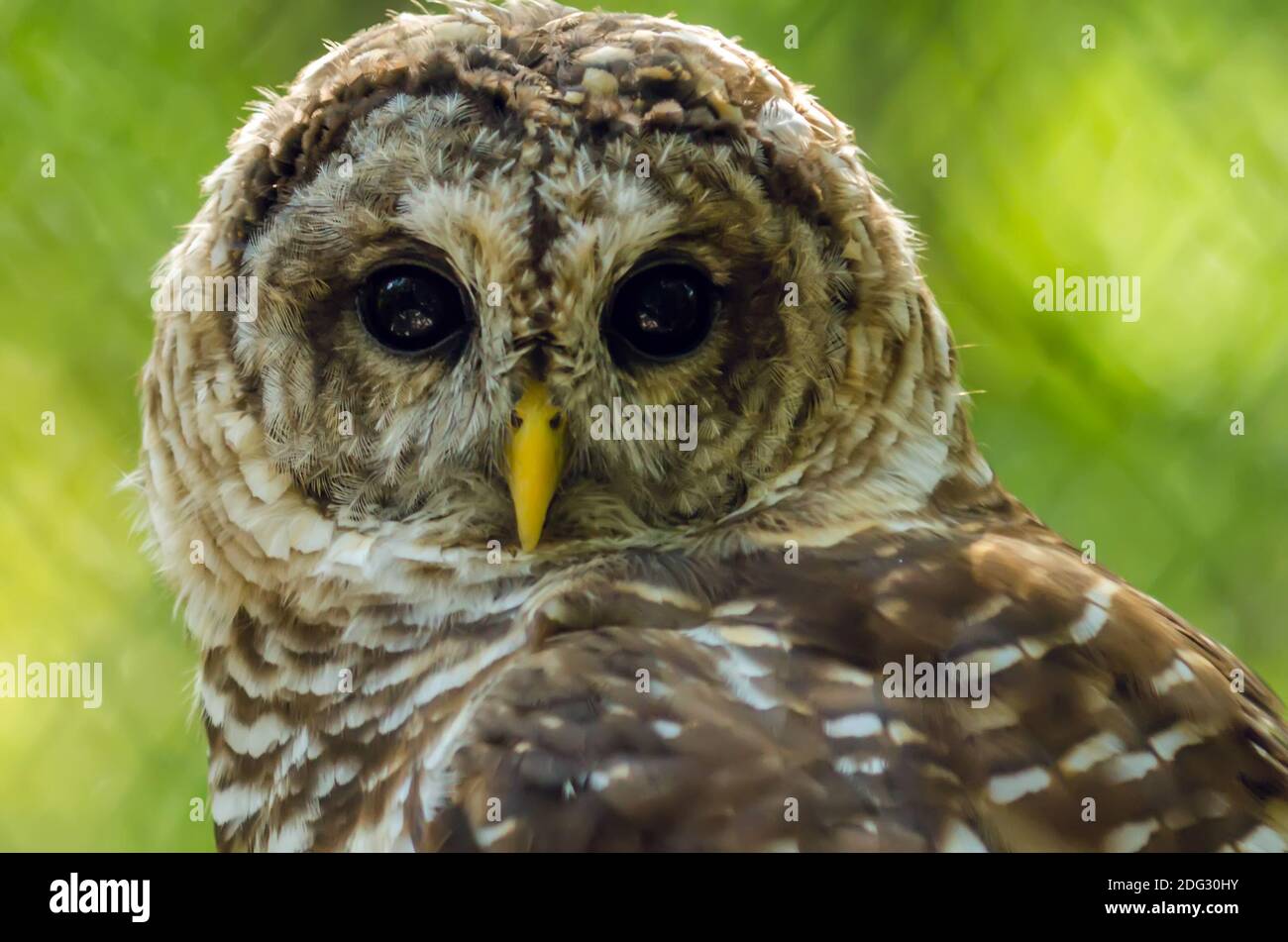 Libre d'un hibou Banque D'Images