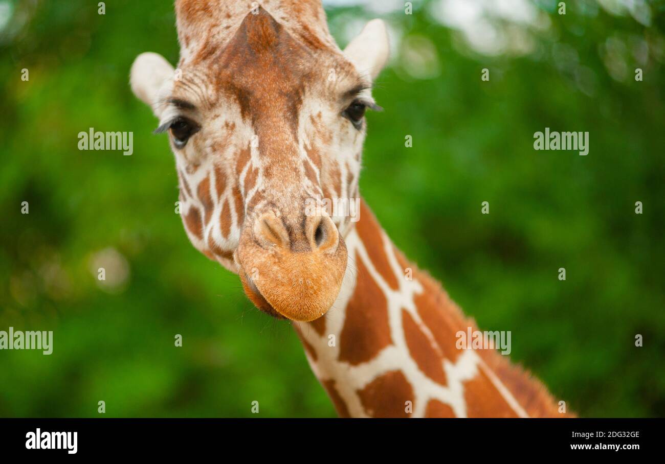 portrait girafe gros plan, petite poignée Banque D'Images