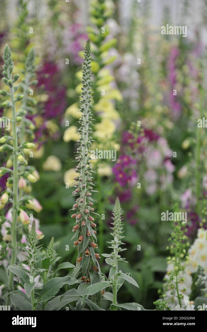 Le foxgant à petites fleurs (Digitalis parviflora) fleurit lors d'une exposition en mai Banque D'Images