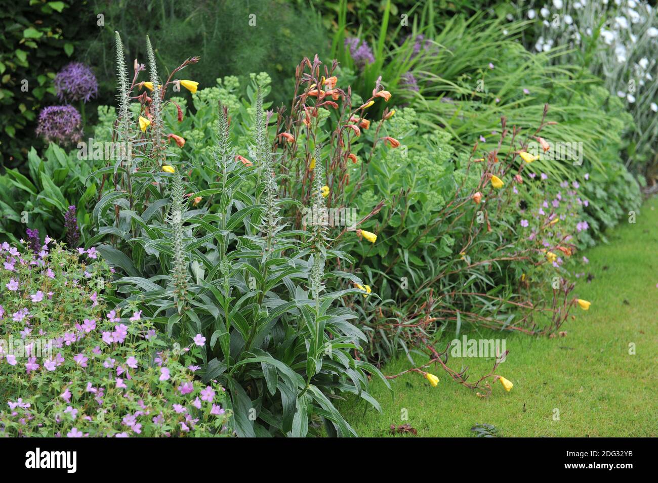Boeufs à petites fleurs (Digitalis parviflora) et oenothera fleurissent dans une bordure de fleur dans un jardin En juillet Banque D'Images