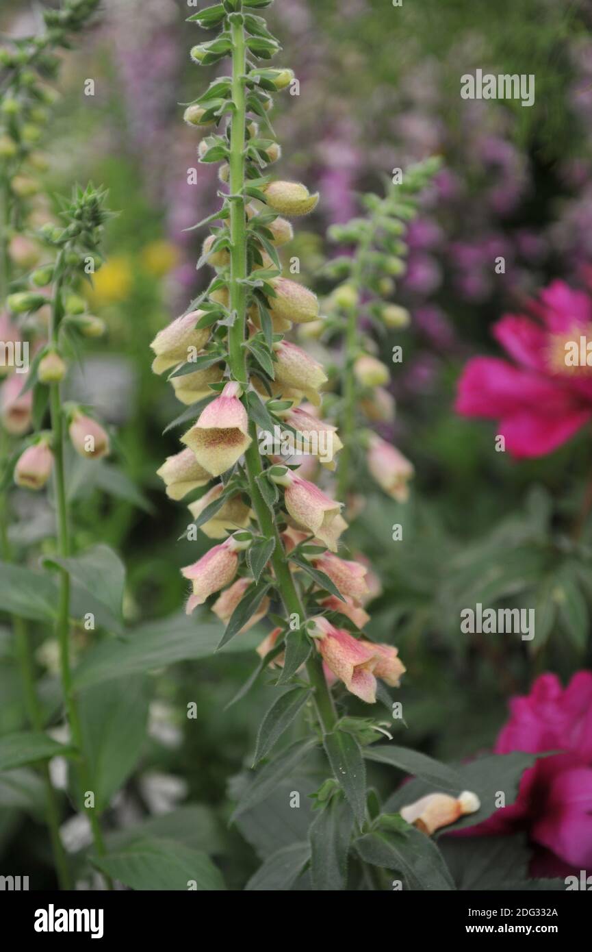 Rose foxglove (Digitalis) Polkadot Polly fleurit dans une exposition En mai Banque D'Images