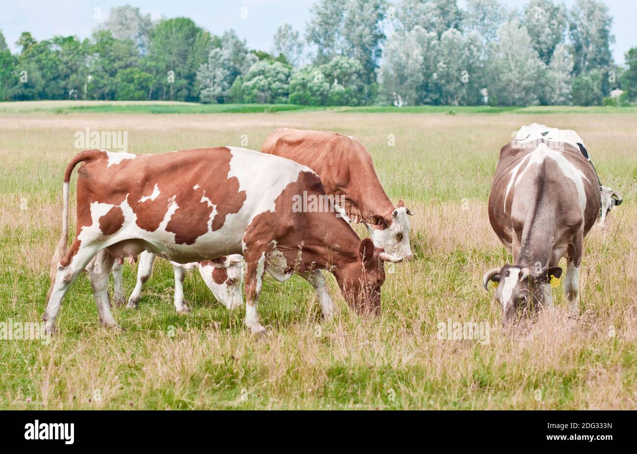 Pâturage de vaches Banque D'Images