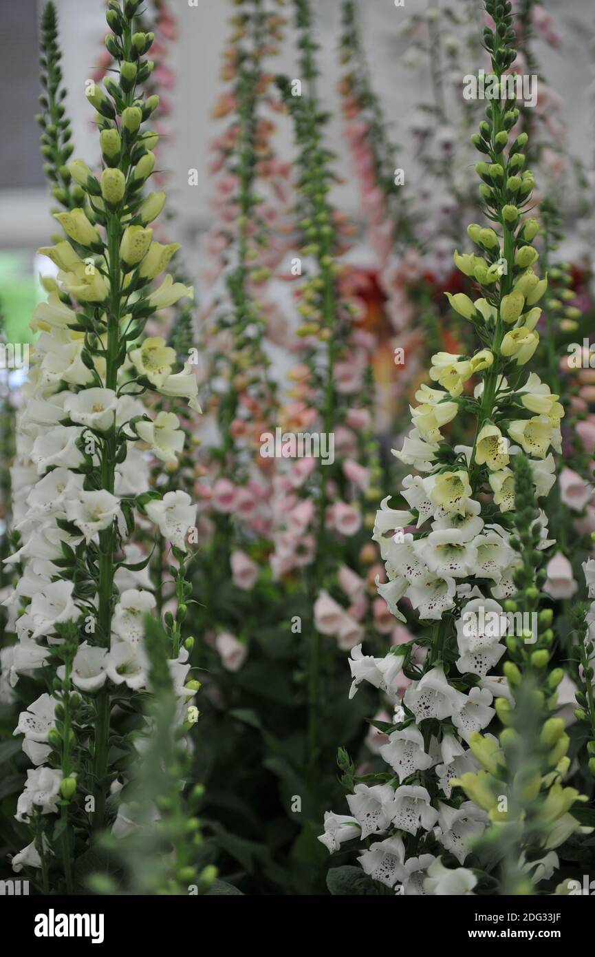 Fuxgant blanc (Digitalis purpurea) Snowy Mountain fleurit lors d'une exposition en mai Banque D'Images
