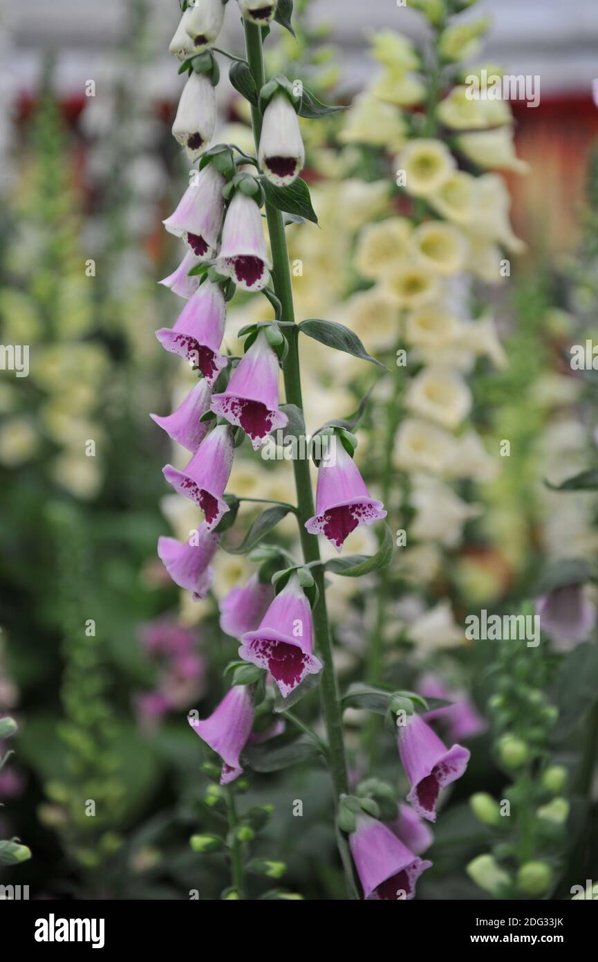 Fuxgant commun (Digitalis purpurea) Le Plum de sucre fleurit lors d'une exposition en mai Banque D'Images