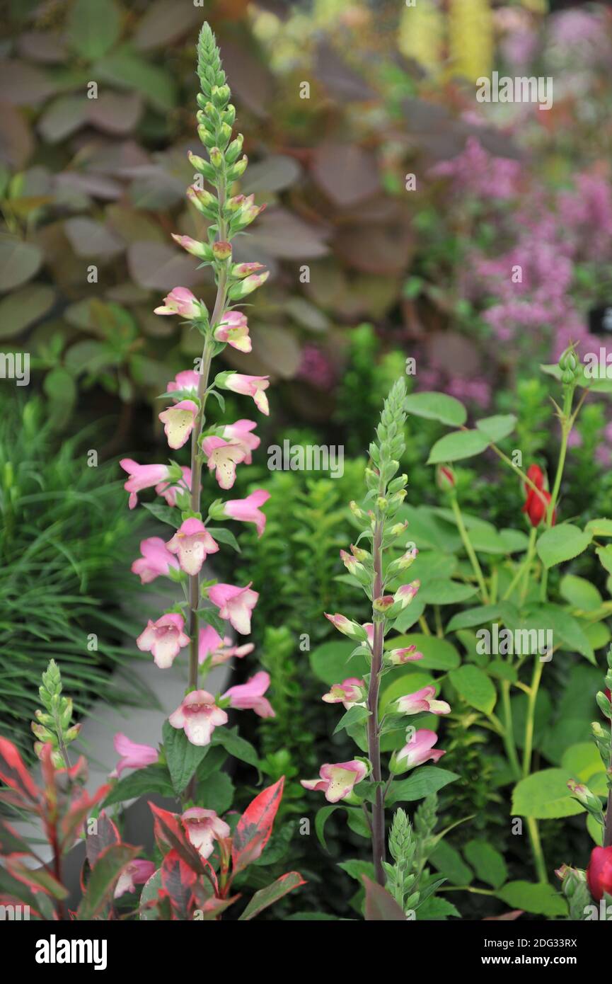 Foxglove (Digitalis valinii) Le Berry Canary fleurit lors d'une exposition en mai Banque D'Images