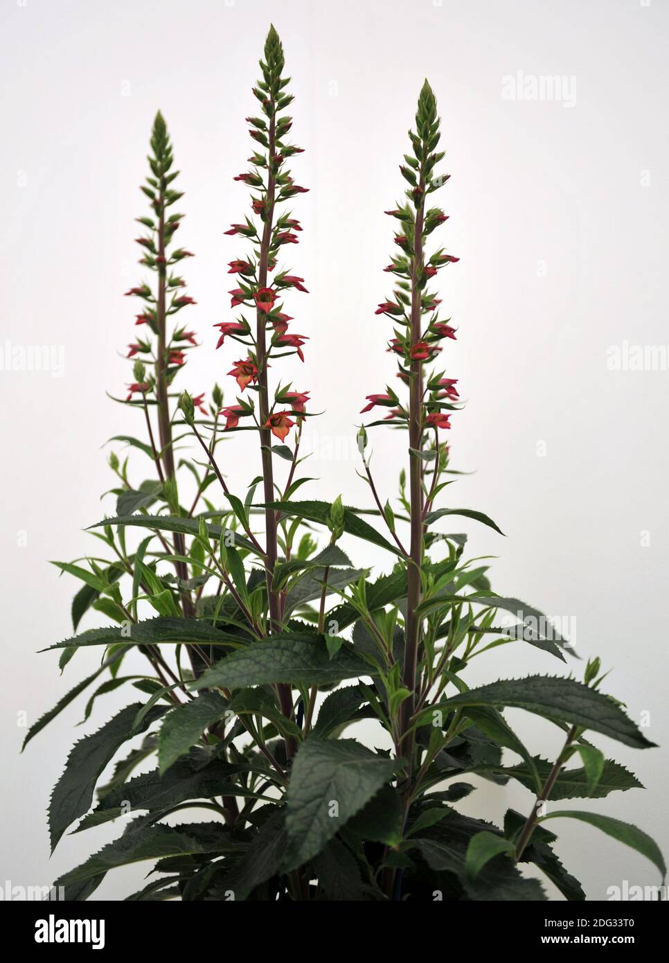 Foxglove (Digitalis valinii) Firebird fleurit lors d'une exposition en mai Banque D'Images