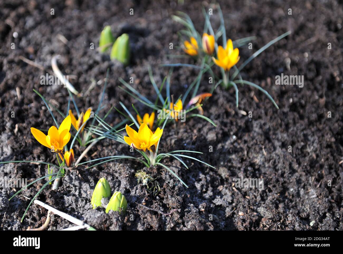 Crocus de toile d'or jaune (Crocus angustifolius) Floraison dans un jardin en avril Banque D'Images