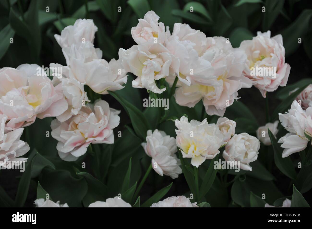 Fleurs de pivoines blanches Double tulipes précoces (Tulipa) Rêveur floraison dans un jardin en avril Banque D'Images