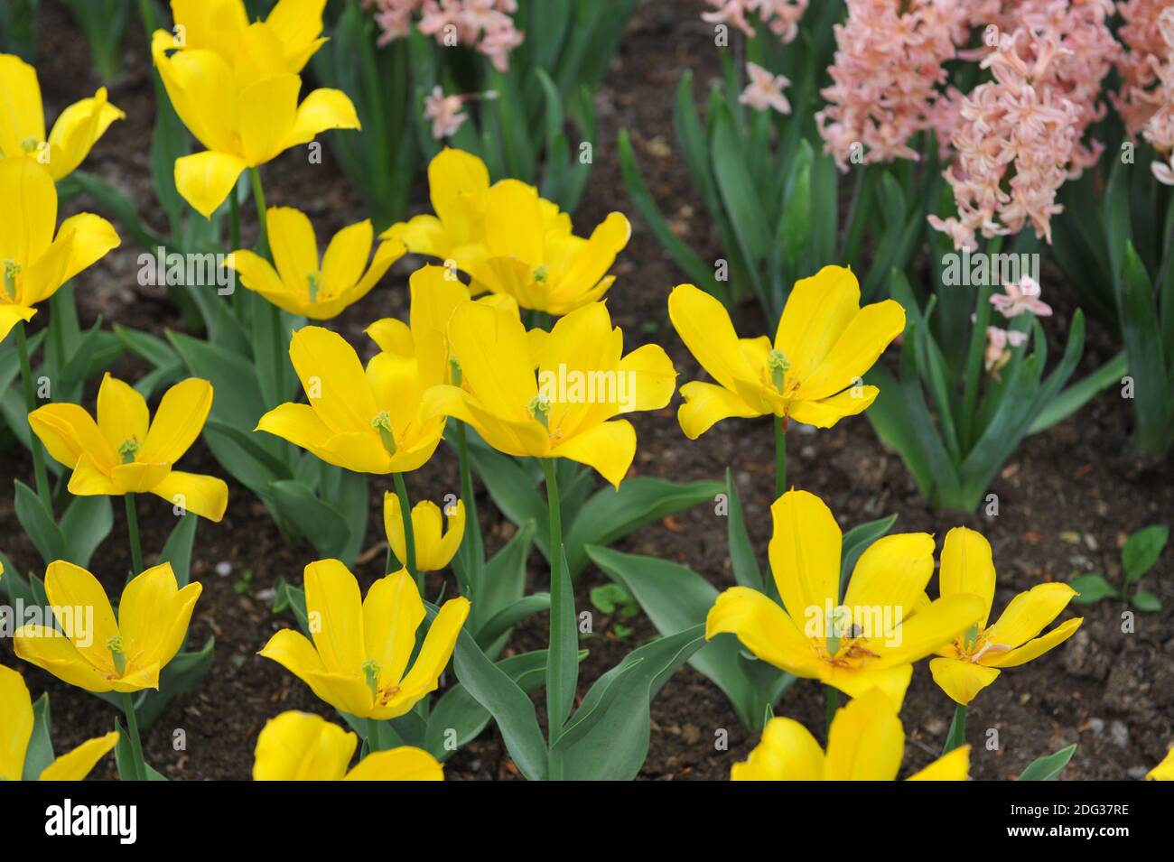 Tulipes simples tardives (Tulipa) Duc van Tol fleur jaune dans Un jardin en  avril Photo Stock - Alamy