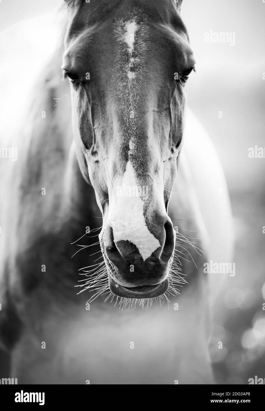 cheval closeup Banque D'Images