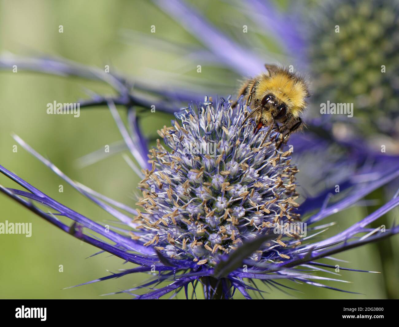 Le bourdon précoce (Bombus pratorum) qui frapette sur le Sea Holly (Eryngium sp.) fleurit dans un jardin de banlieue, Bradford-on-Avon, Wiltshire, Royaume-Uni, juin. Banque D'Images
