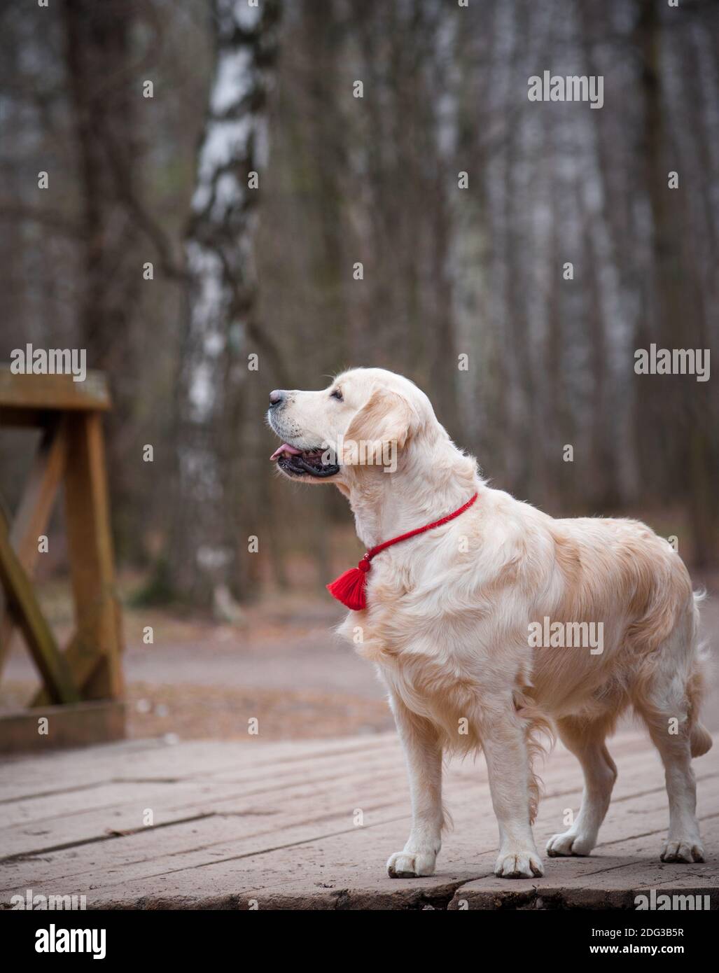 Golden Retriever sur un pont dans un parc Banque D'Images