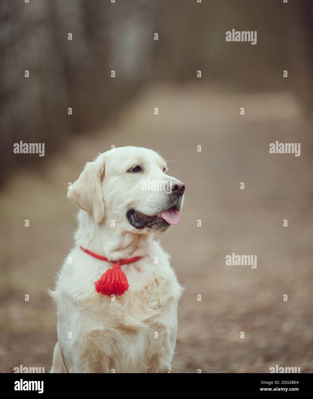 Portrait de chien Golden Retriever dans une forêt Banque D'Images