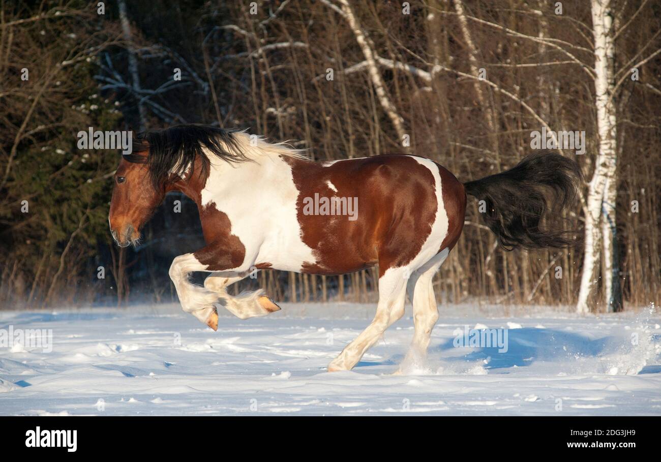 Un pépineau ludique qui s'exécute dans un champ enneigé Banque D'Images