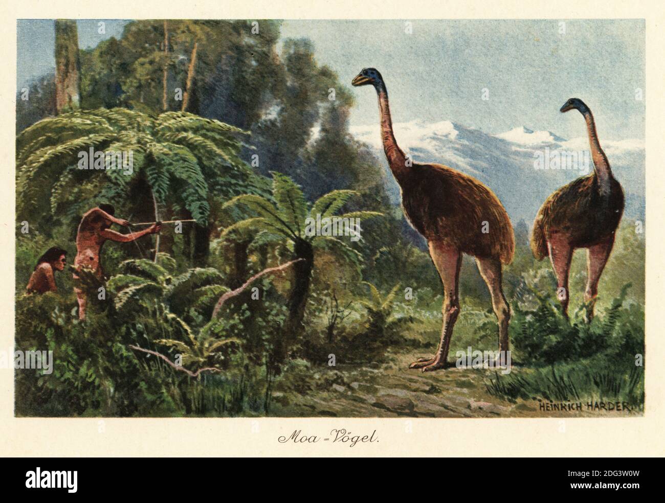 Les oiseaux de la MOA (Dinornis robustus) sont chassés par des hommes avec des arcs et des flèches. Les moa étaient des espèces d'oiseaux sans vol indigènes de la Nouvelle-Zélande chassés à l'extinction par les Maoris. MOA-Vogel. Illustration imprimée en couleur par Heinrich Harder de Wilhelm Bolsche Tiere der Urwelt (les animaux du monde préhistorique), Reichardt Cocoa Company, Hambourg, 1908. Heinrich Harder (1858-1935) était un artiste de paysage allemand et un illustrateur de livre. Banque D'Images