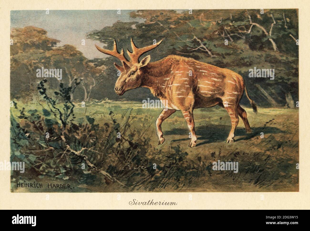 Sivatherium giganteum dans une clairière de la jungle. Sivatherium ('shiva's Beast') était un genre éteint de girasside qui s'étendait de l'Afrique à l'Asie du Sud (principalement l'Inde). Illustration imprimée en couleur par Heinrich Harder de Wilhelm Bolsche Tiere der Urwelt (les animaux du monde préhistorique), Reichardt Cocoa Company, Hambourg, 1908. Heinrich Harder (1858-1935) était un artiste de paysage allemand et un illustrateur de livre. Banque D'Images