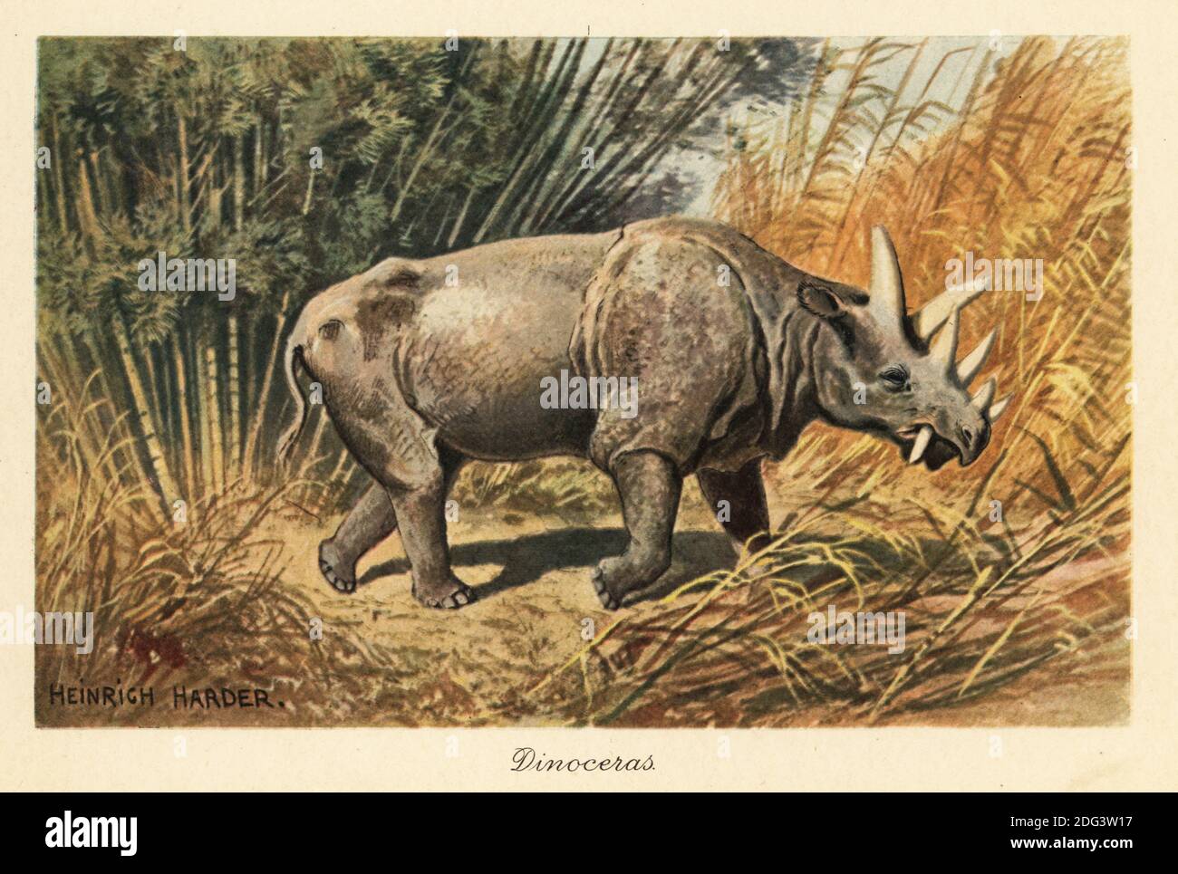 Uintatherium anceps dans une jungle défrichement. La bête des montagnes Uinta, espèce éteinte de mammifères herbivores qui vivaient durant l'époque de l'Eocène. Ordre de Dinocerata (horrible corné). Dinoceras. Illustration imprimée en couleur par Heinrich Harder de Wilhelm Bolsche Tiere der Urwelt (les animaux du monde préhistorique), Reichardt Cocoa Company, Hambourg, 1908. Heinrich Harder (1858-1935) était un artiste de paysage allemand et un illustrateur de livre. Banque D'Images