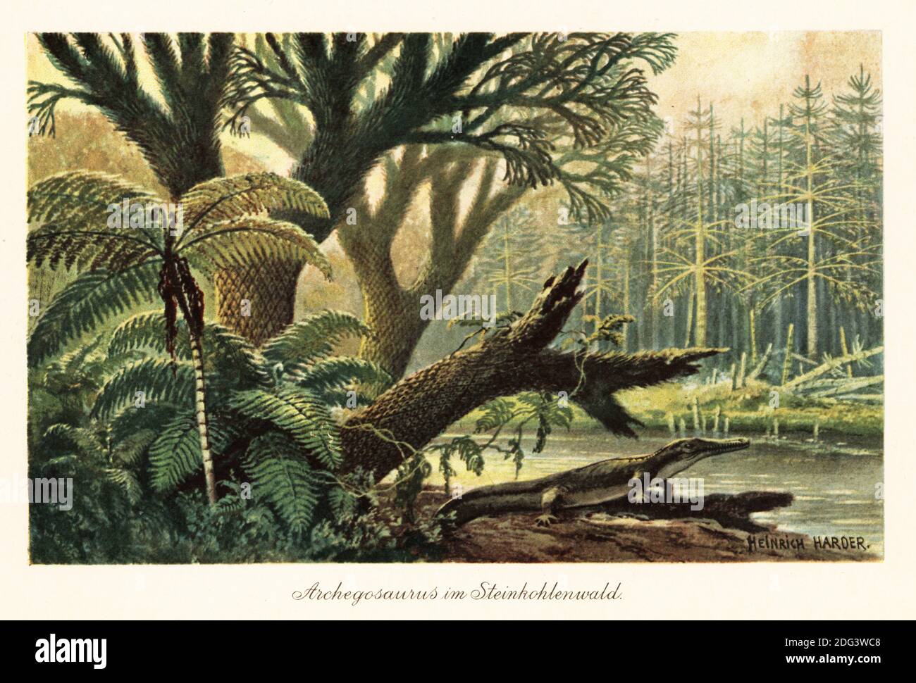 Archegosaurus decheni par une rive de rivière dans une jungle tropicale primordiale de fougères et de pins. Archegosaurus est un genre d'amphibien de temnospondyle, des stades Asselien à Wuchiapingien du Permien. Archegosaurus im Steinkohlenwald. Illustration imprimée en couleur par Heinrich Harder de Wilhelm Bolsche Tiere der Urwelt (les animaux du monde préhistorique), Reichardt Cocoa Company, Hambourg, 1908. Heinrich Harder (1858-1935) était un artiste de paysage allemand et un illustrateur de livre. Banque D'Images