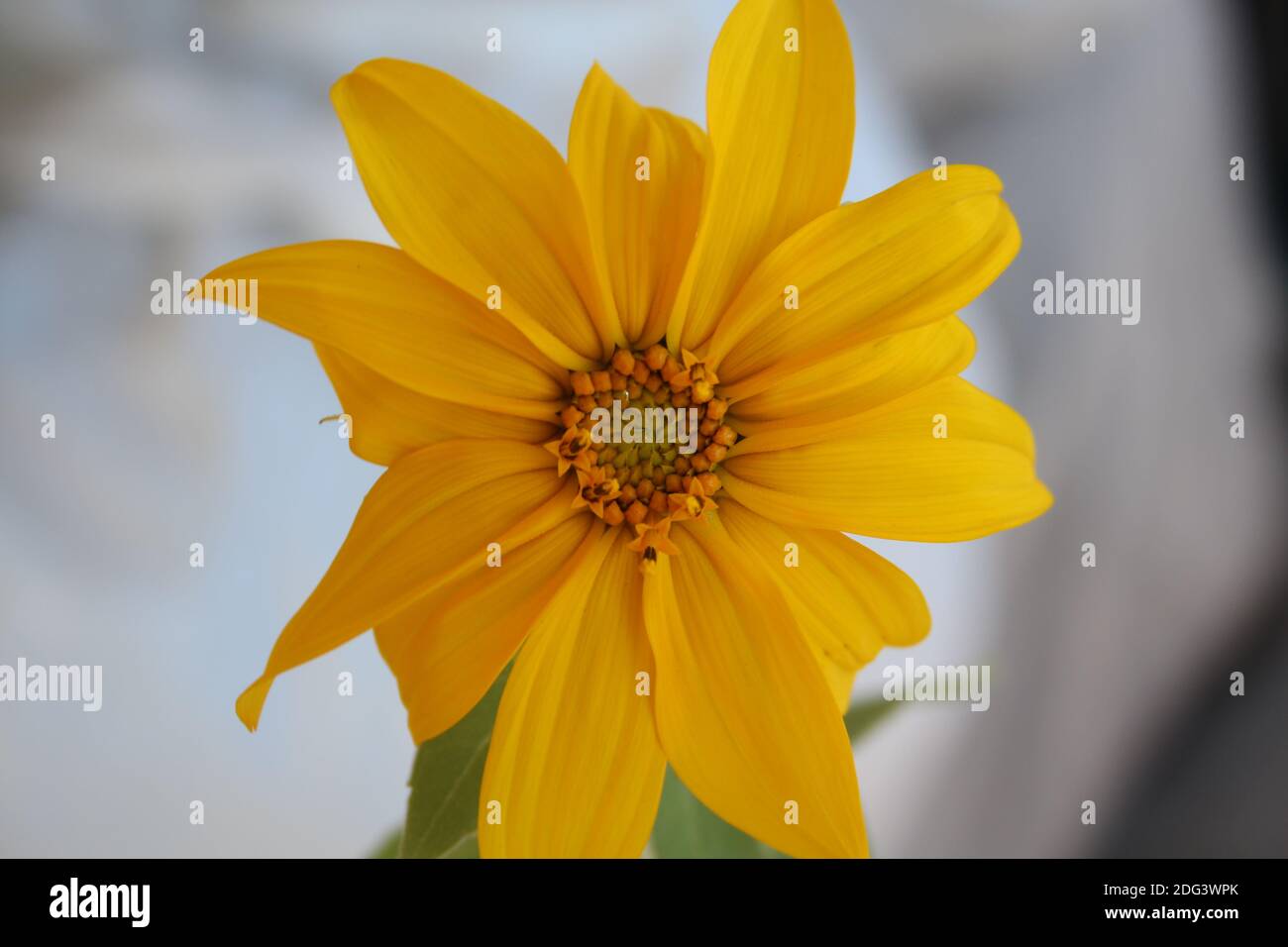 Fleur jaune Banque D'Images