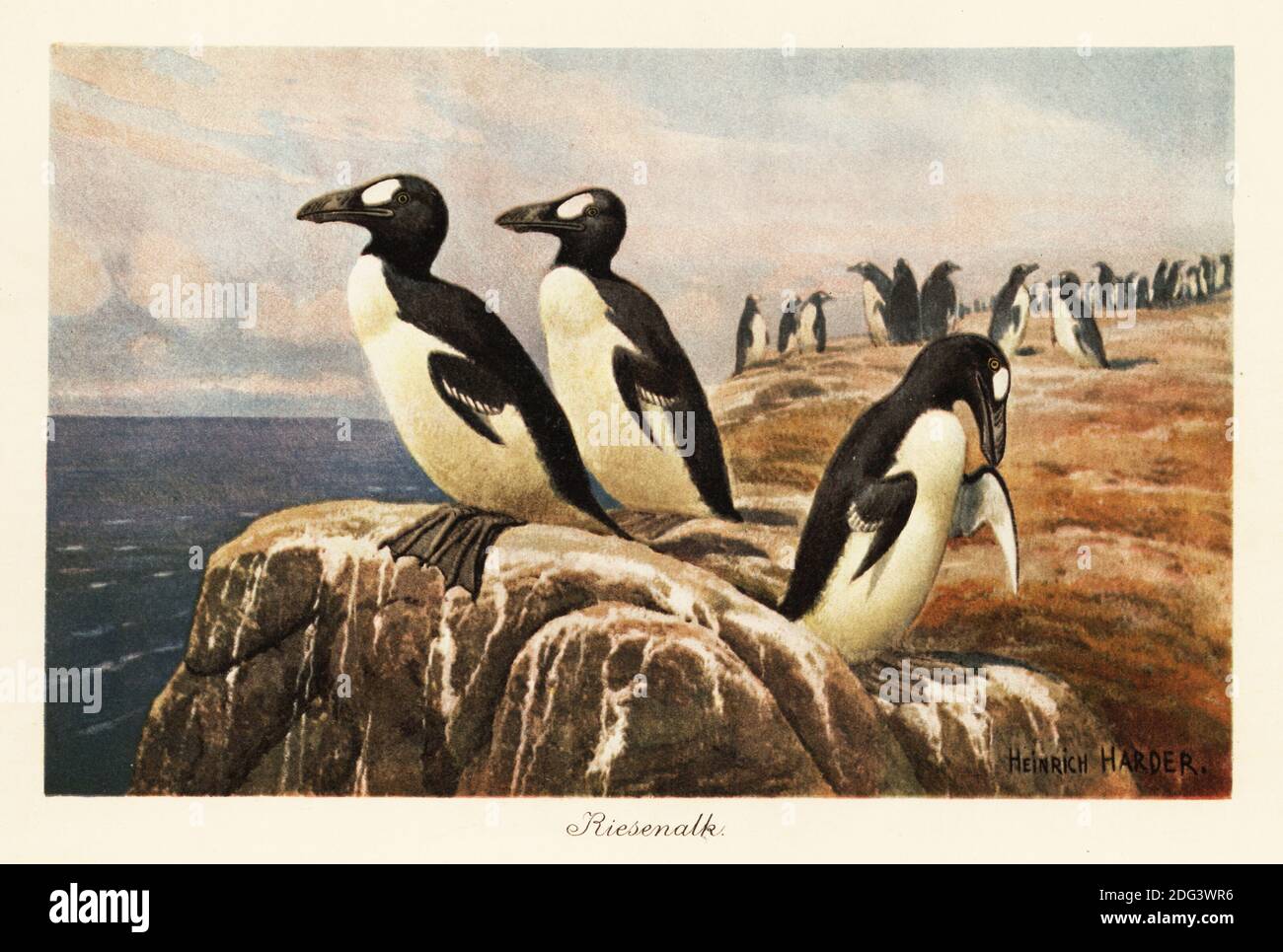 De grands auks se tenant au bord d'une falaise. Le grand auk, Pinguinus impennis, était un grand oiseau alcide sans vol qui a été chassé à l'extinction au milieu du XIXe siècle. Riesenalk.Color illustration imprimée par Heinrich Harder de Wilhelm Bolsche Tiere der Urwelt (les animaux du monde préhistorique), Reichardt Cocoa Company, Hambourg, 1908. Heinrich Harder (1858-1935) était un artiste de paysage allemand et un illustrateur de livre. Banque D'Images