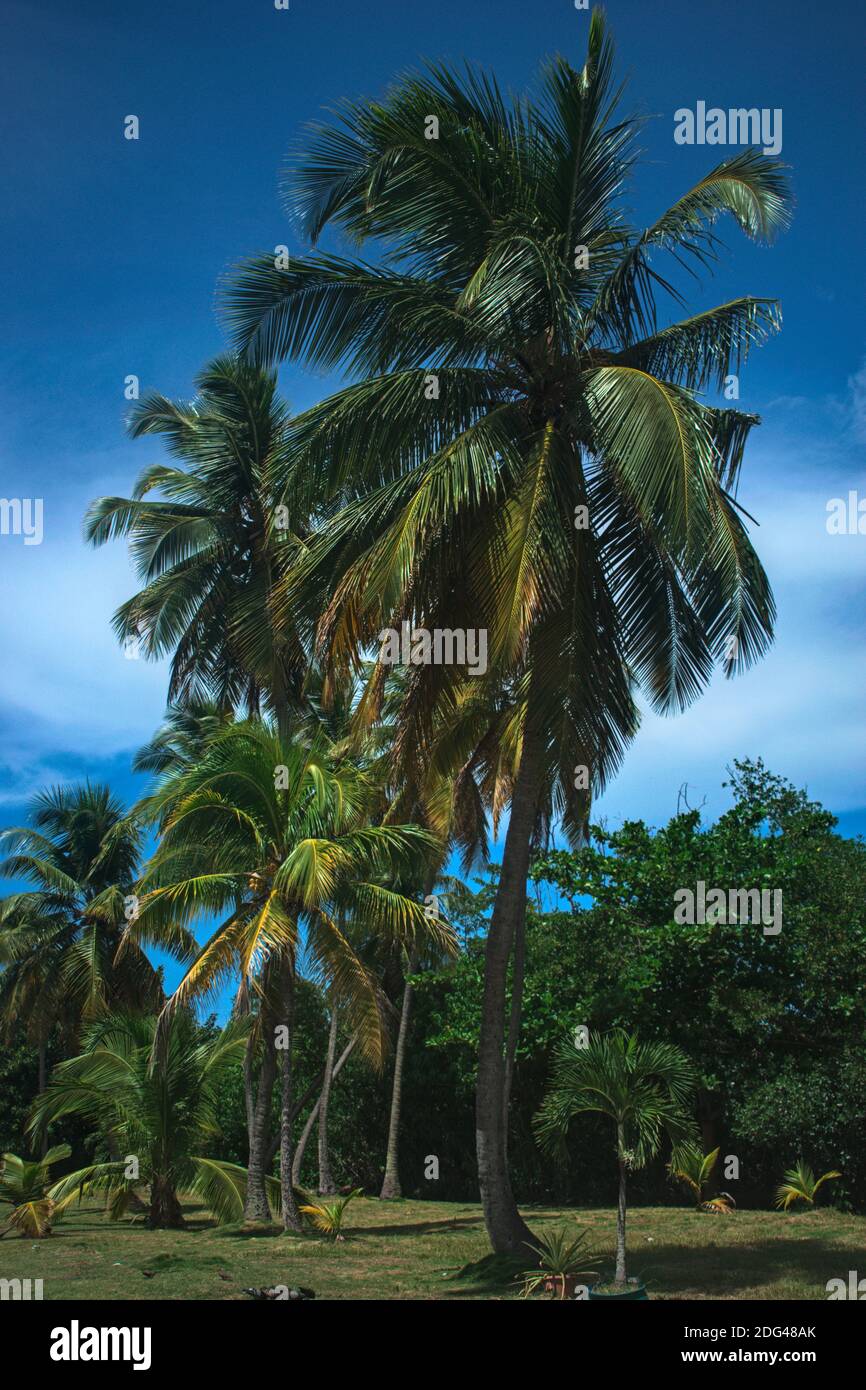 Palmiers de Puerto Ricab Banque D'Images