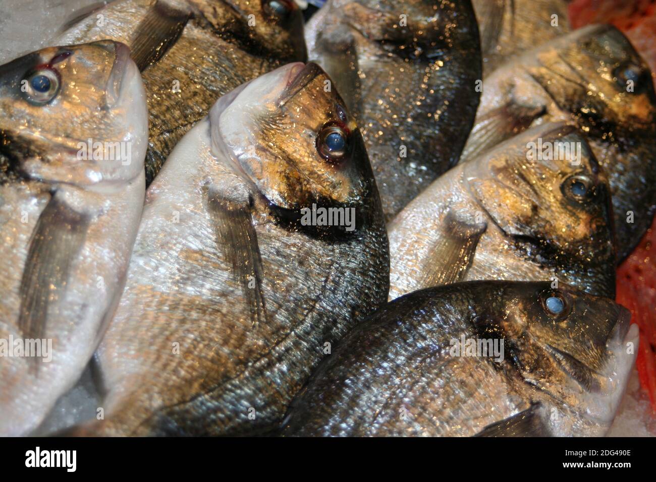 Poisson aux yeux bleus Banque de photographies et d’images à haute — free download