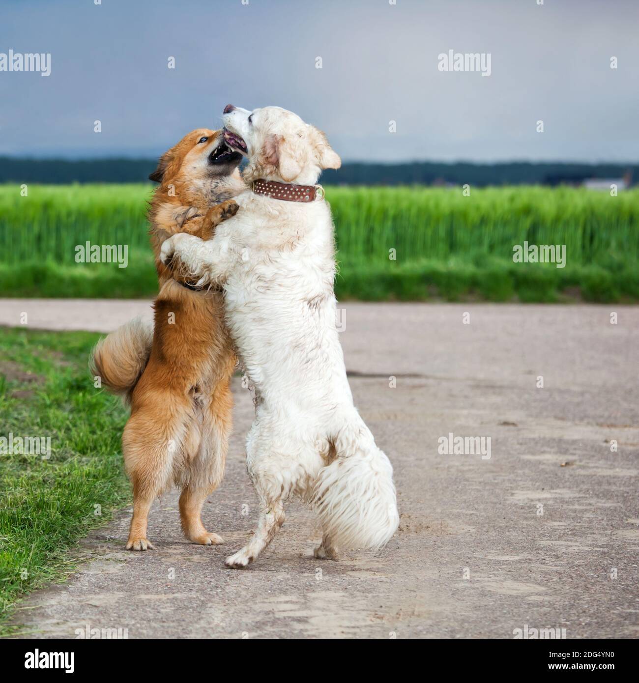 Deux chiens s'embrassant sur un sentier de campagne Banque D'Images Deux chiens s'embrassant sur un sentier de campagne Banque D'Images