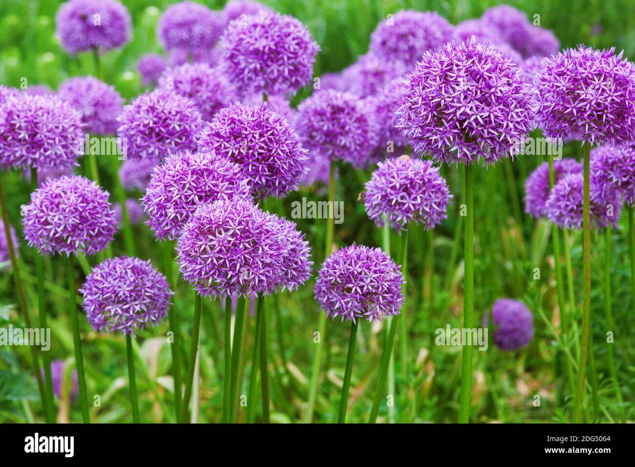 Allium fleurit dans un lit de fleurs Banque D'Images Allium fleurit dans un lit de fleurs Banque D'Images