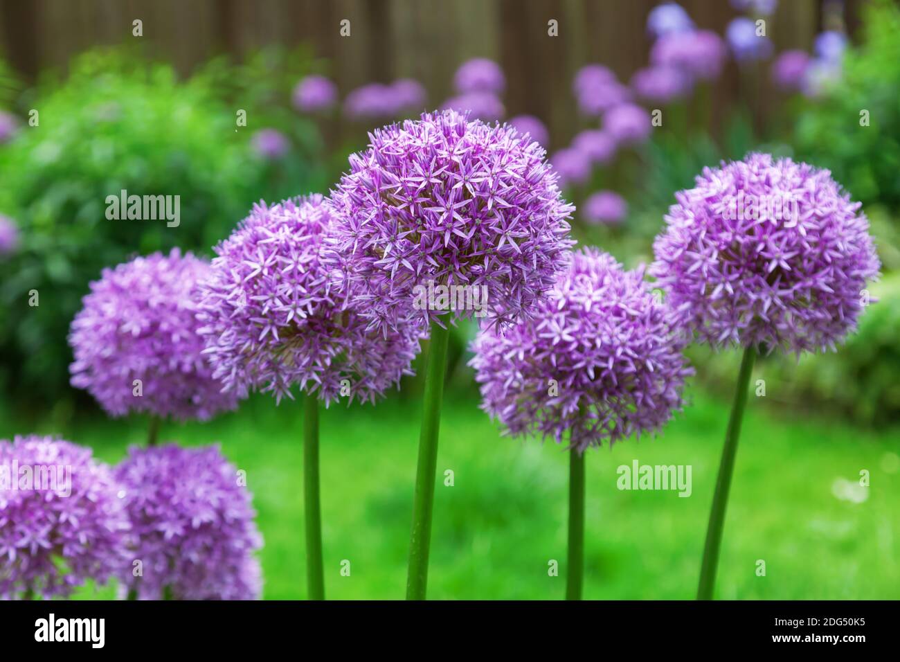 Allium fleurit dans un lit de fleurs Banque D'Images Allium fleurit dans un lit de fleurs Banque D'Images