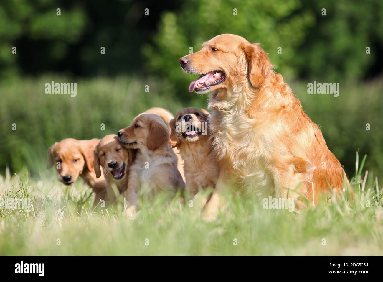 Portrait d'une mère et de chiots Golden Retriever Banque D'Images Portrait d'une mère et de chiots Golden Retriever Banque D'Images