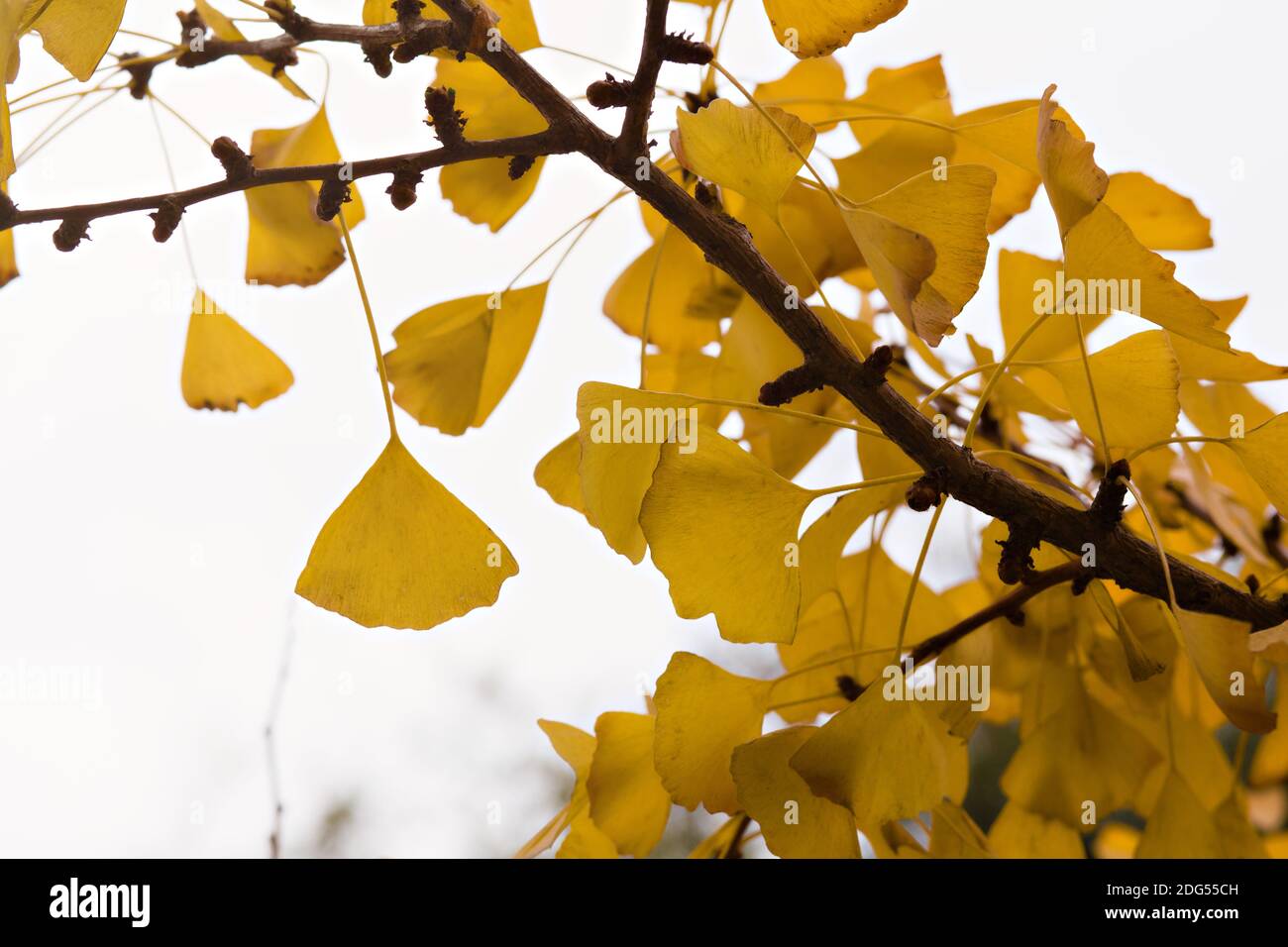 Gros plan de feuilles jaunes dorées sur un arbre gincko à Japantown San Francisco, Californie, États-Unis Banque D'Images