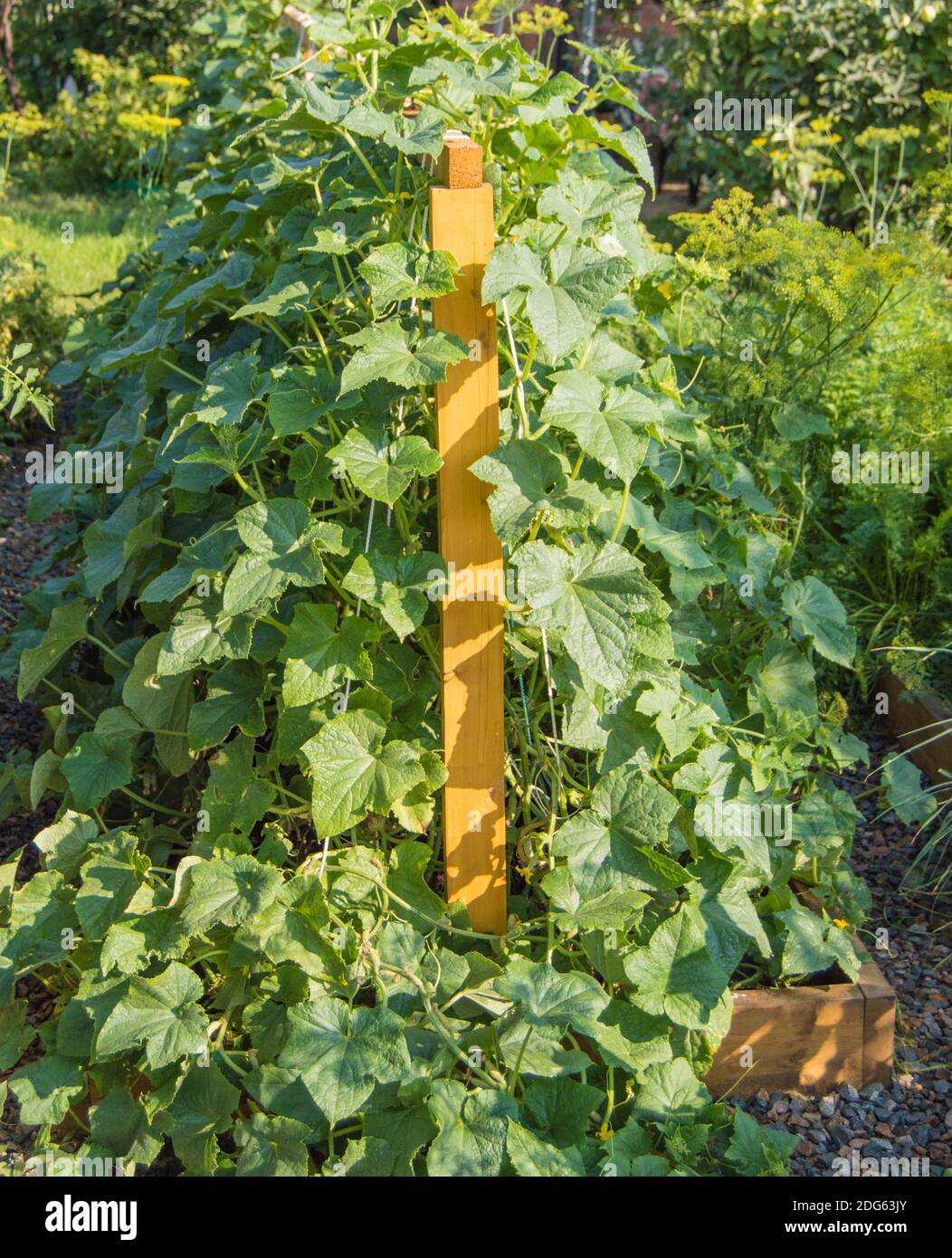 Les plantes de concombre poussent dans un jardin près d'un treillis de  bois, en été, à l'ouverture, le concept de la culture de légumes  biologiques Photo Stock - Alamy