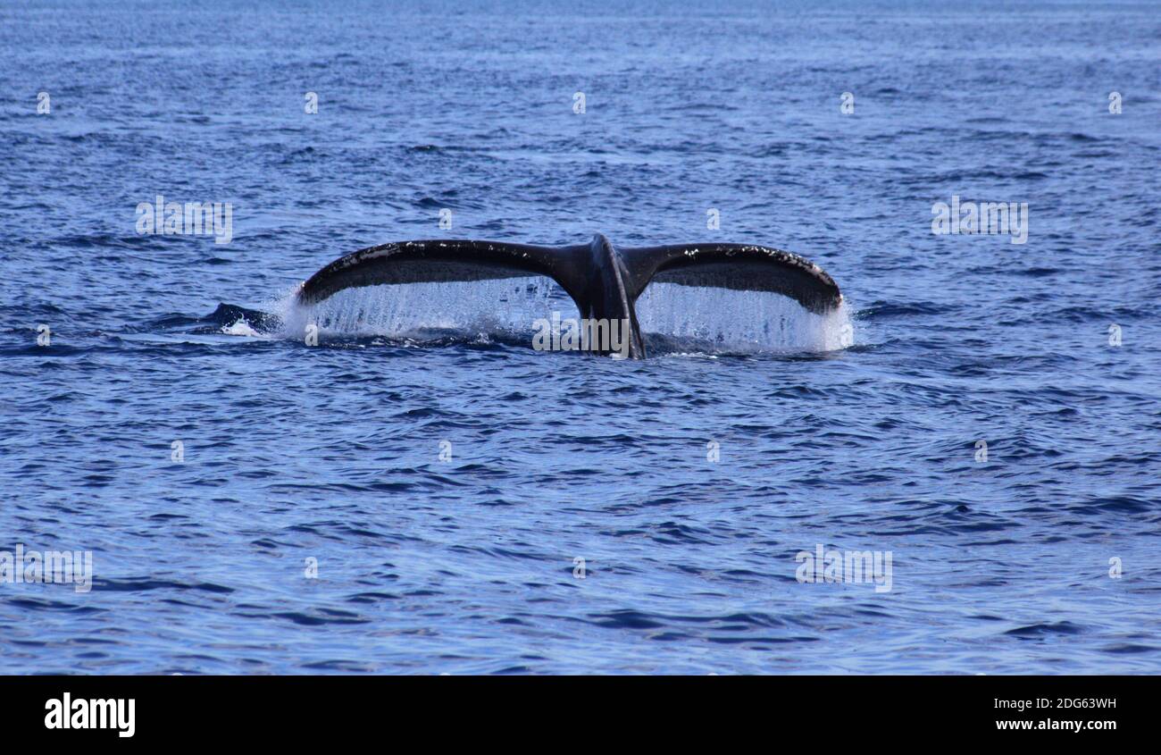 La vie des baleines Banque D'Images