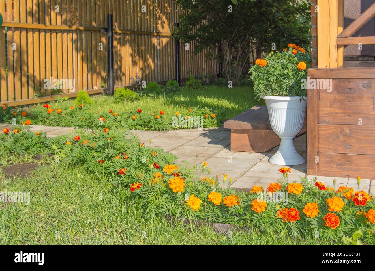 Belle conception de l'arrière-cour avec une véranda, vase au sol, nouvelle clôture en bois, pelouse et marigolds fleuris, soleil jour d'été. Banque D'Images
