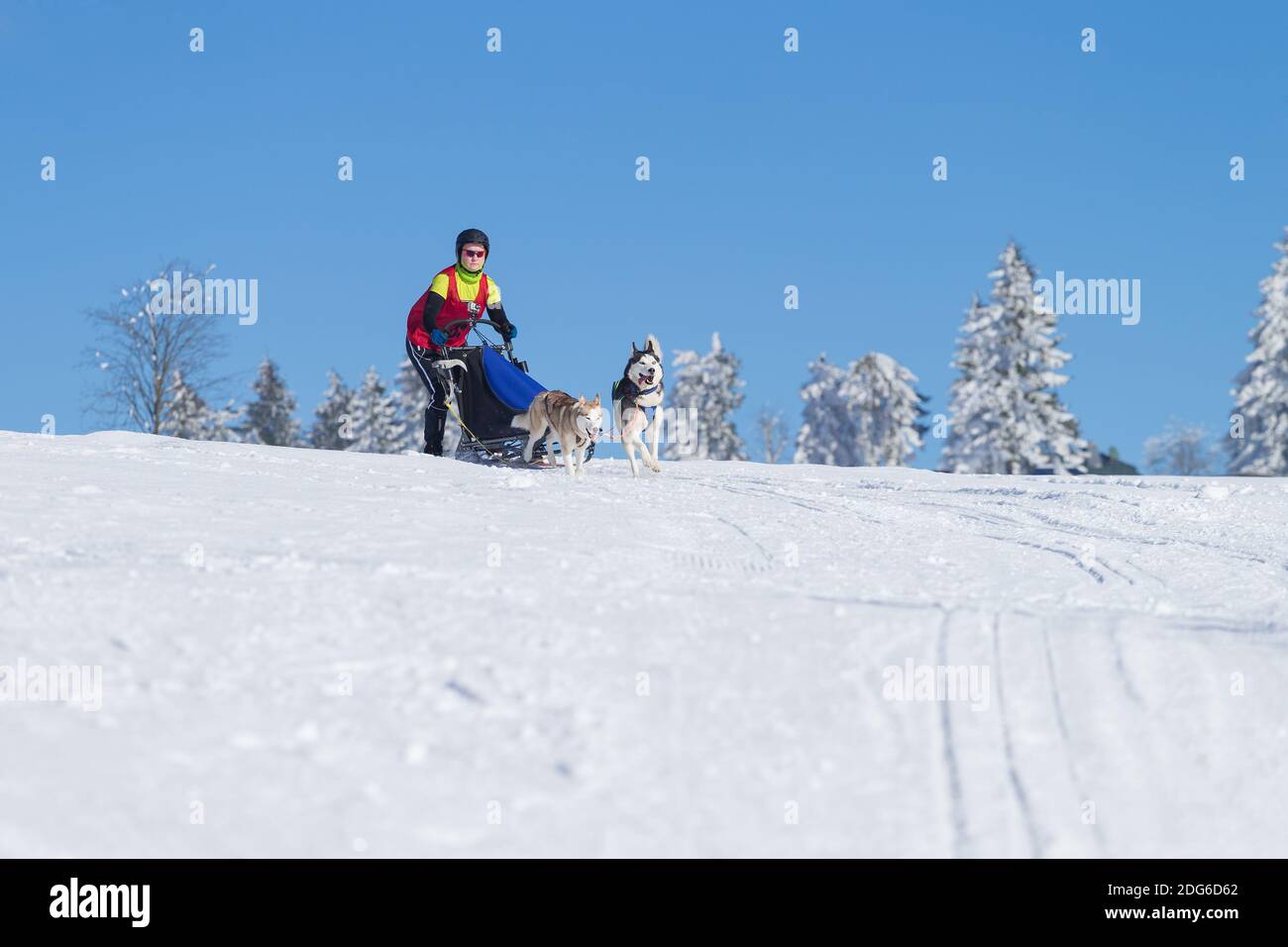 Huskies Banque D'Images