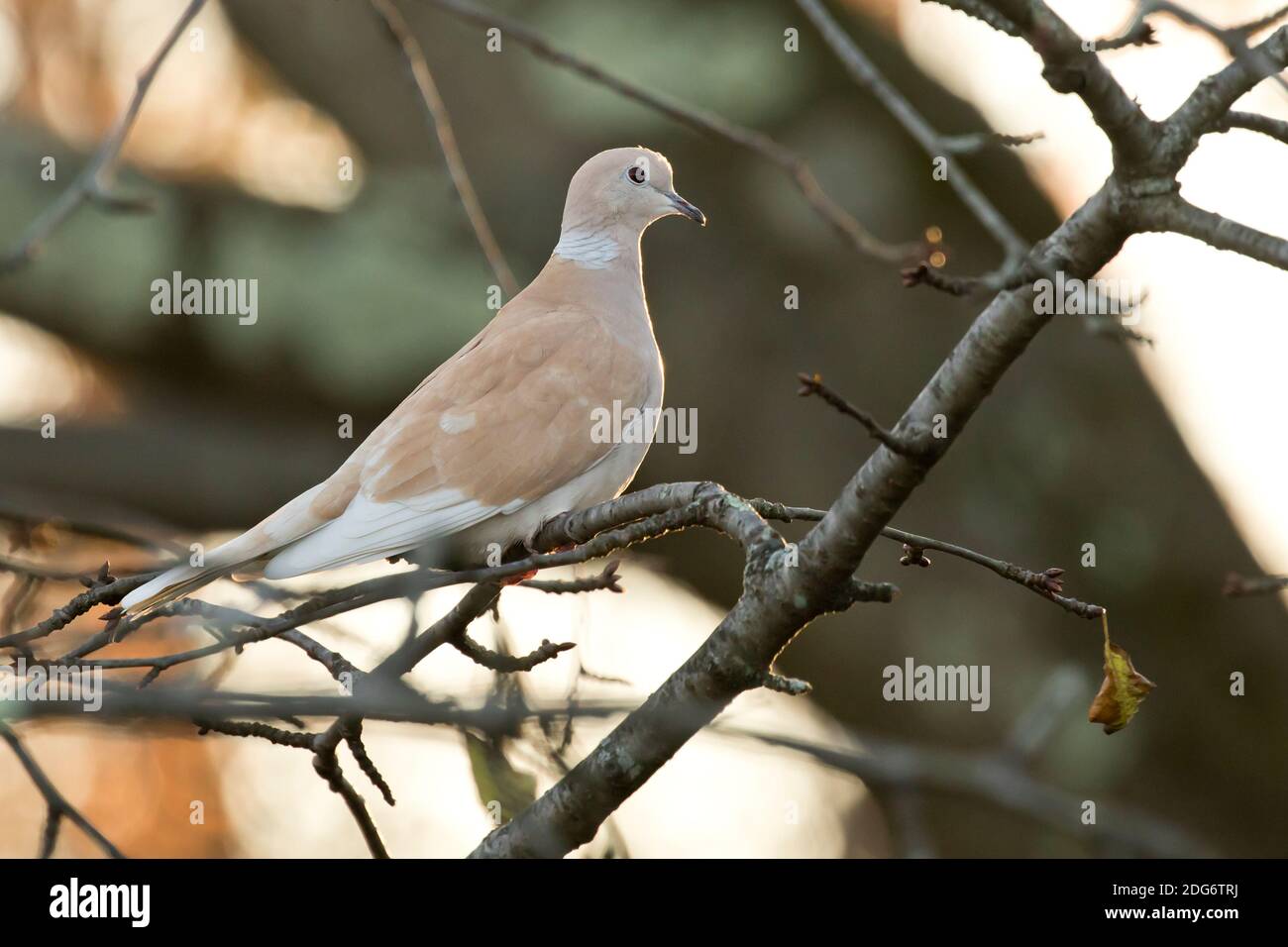 La Dove africaine (de type domestique ou rove à rosse) (Streptopelia risoria), une observation rare dans la nature, long Island, New York Banque D'Images