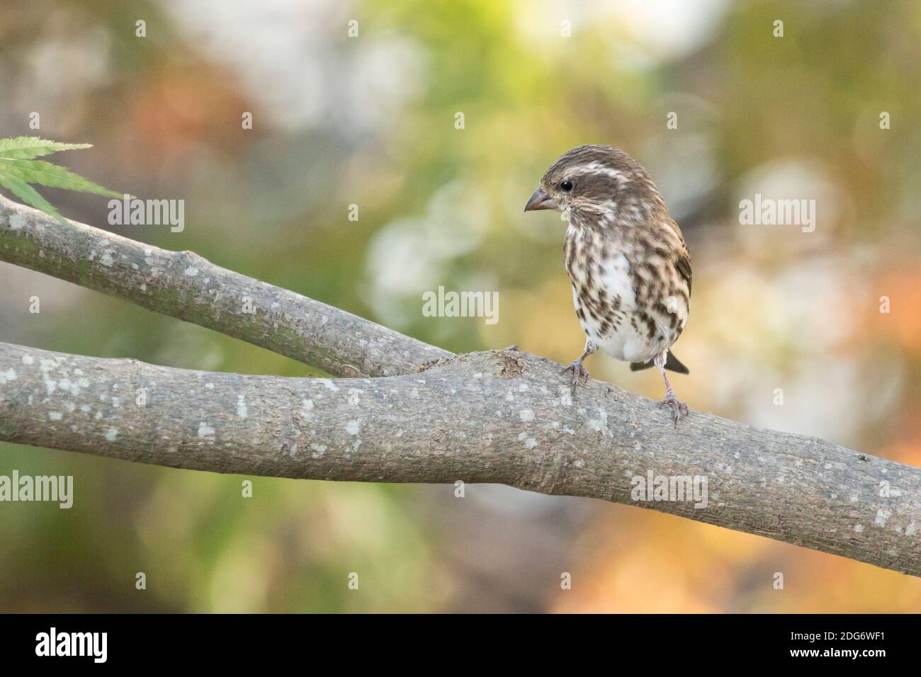 Pourpre (purpureus hémorroïde) perchée sur une branche, long Island, New York Banque D'Images